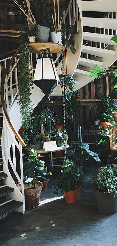 The Home inspirations plantes